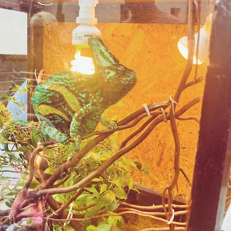 בית נופש Maly Dabek I Dom Z Dostepem Do Basenu Wewnetrznego, Zewnetrznego, Brodzikow Dla Dzieci, Sali Zabaw Oraz Animacji