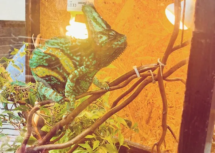 Dom wakacyjny Mały Dąbek I Dom Z Dostępem Do Basenu Wewnętrznego, Zewnętrznego, Brodzików Dla Dzieci, Sali Zabaw Oraz Animacji